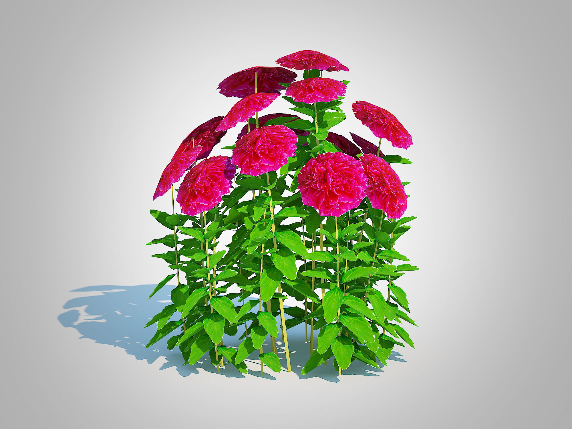 Plant  Paeonia x lact  Felix Crousse  Low-poly 3D model_1