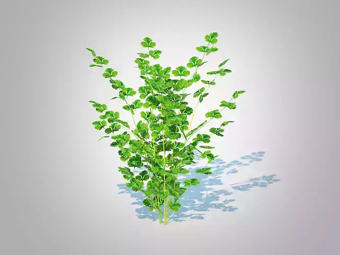 Plant  Parsley   Low-poly 3D model