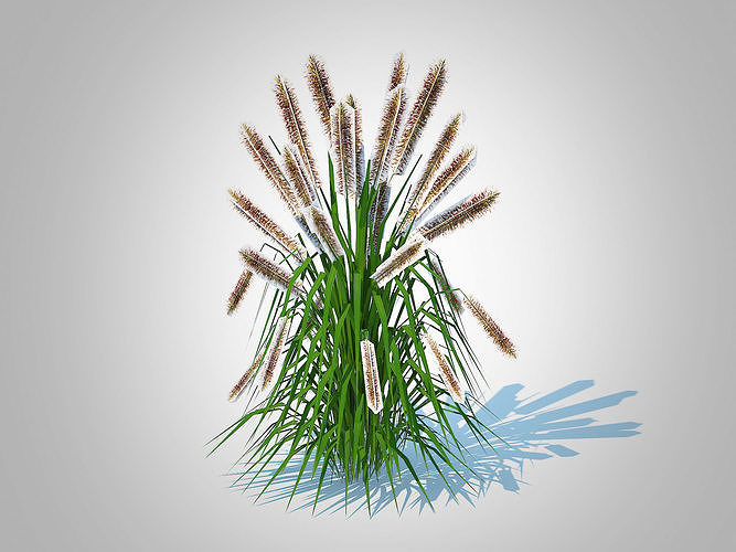 Plant  Pennisetum alopecuroides  Low-poly 3D model