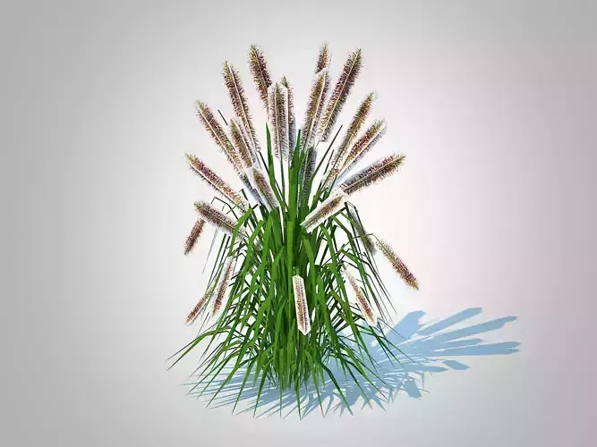 Plant  Pennisetum alopecuroides 