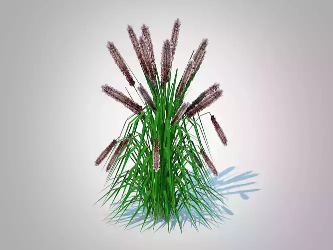 Plant    Pennisetum alopecuroides - Moudry Fountain Grass 