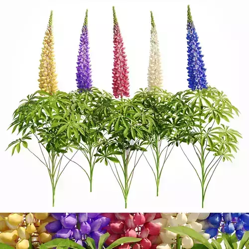 Lupine bush Lupinus 3D model