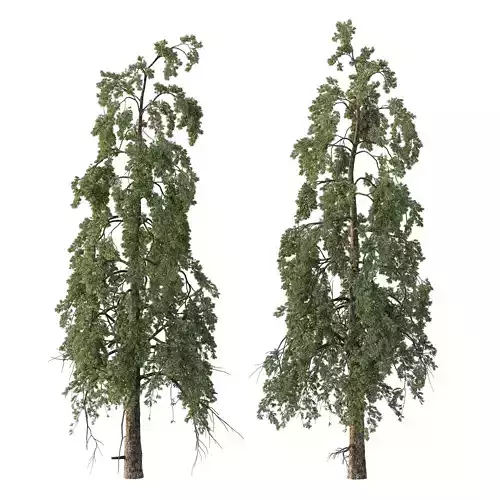 Chamaecyparis thyoides Tree