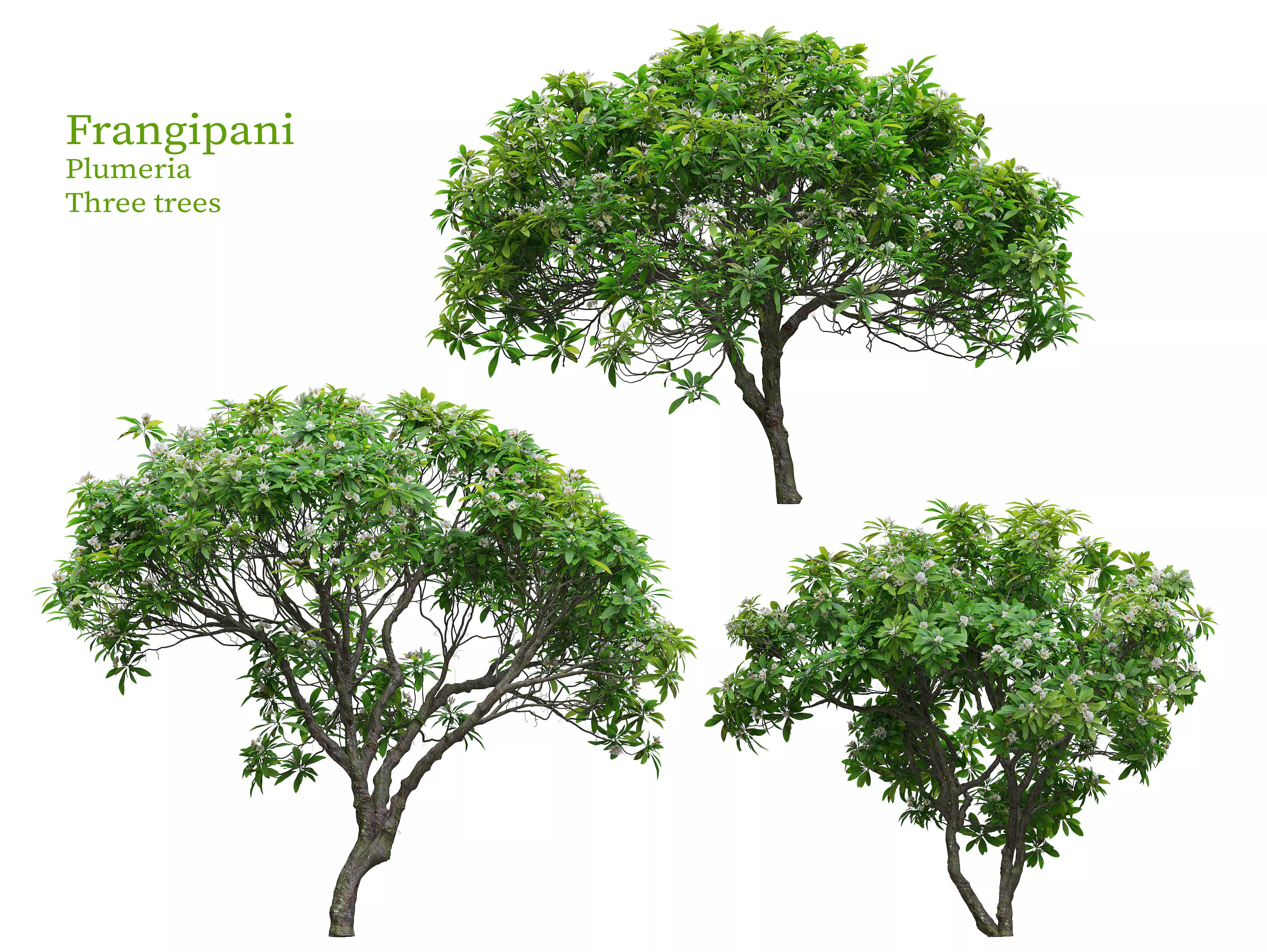 Frangipani tree 02 3D model