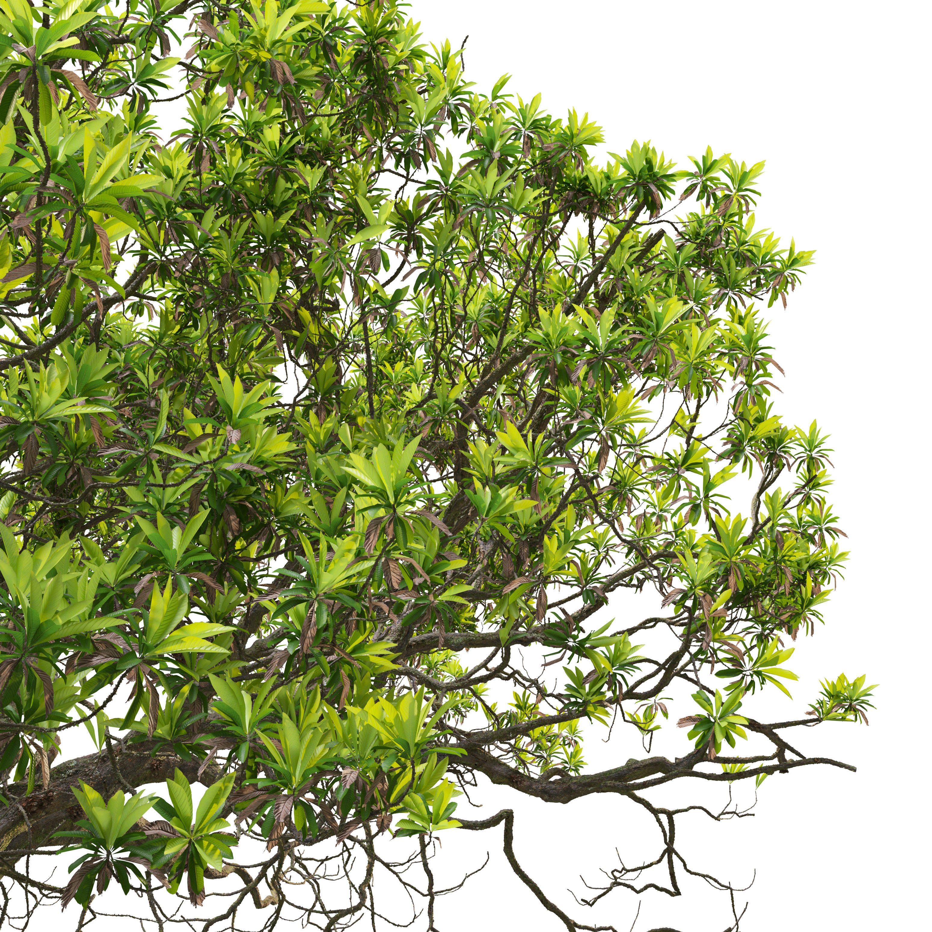 Loquat tree 03 3D model_3