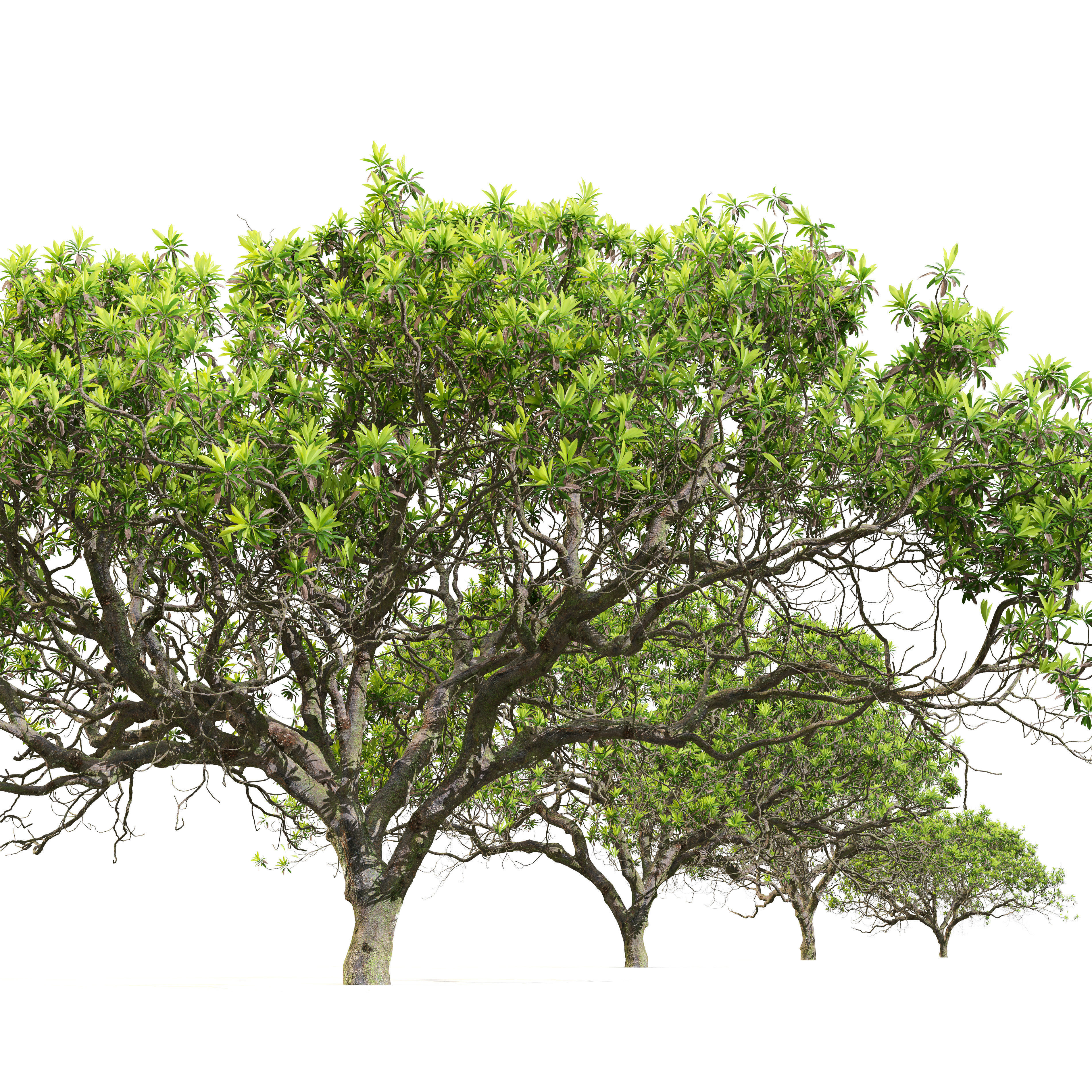 Loquat tree 03 3D model_2