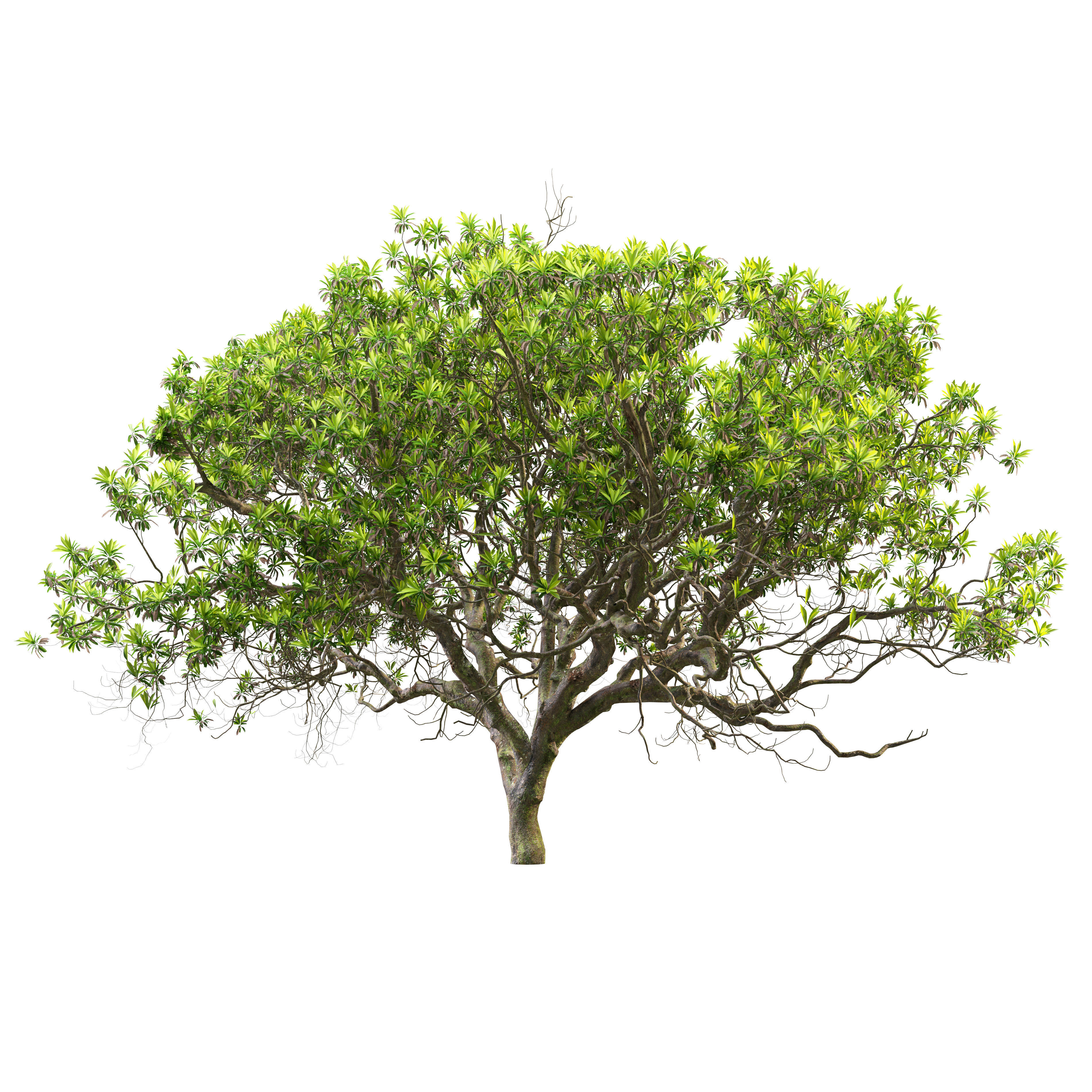 Loquat tree 03 3D model_1