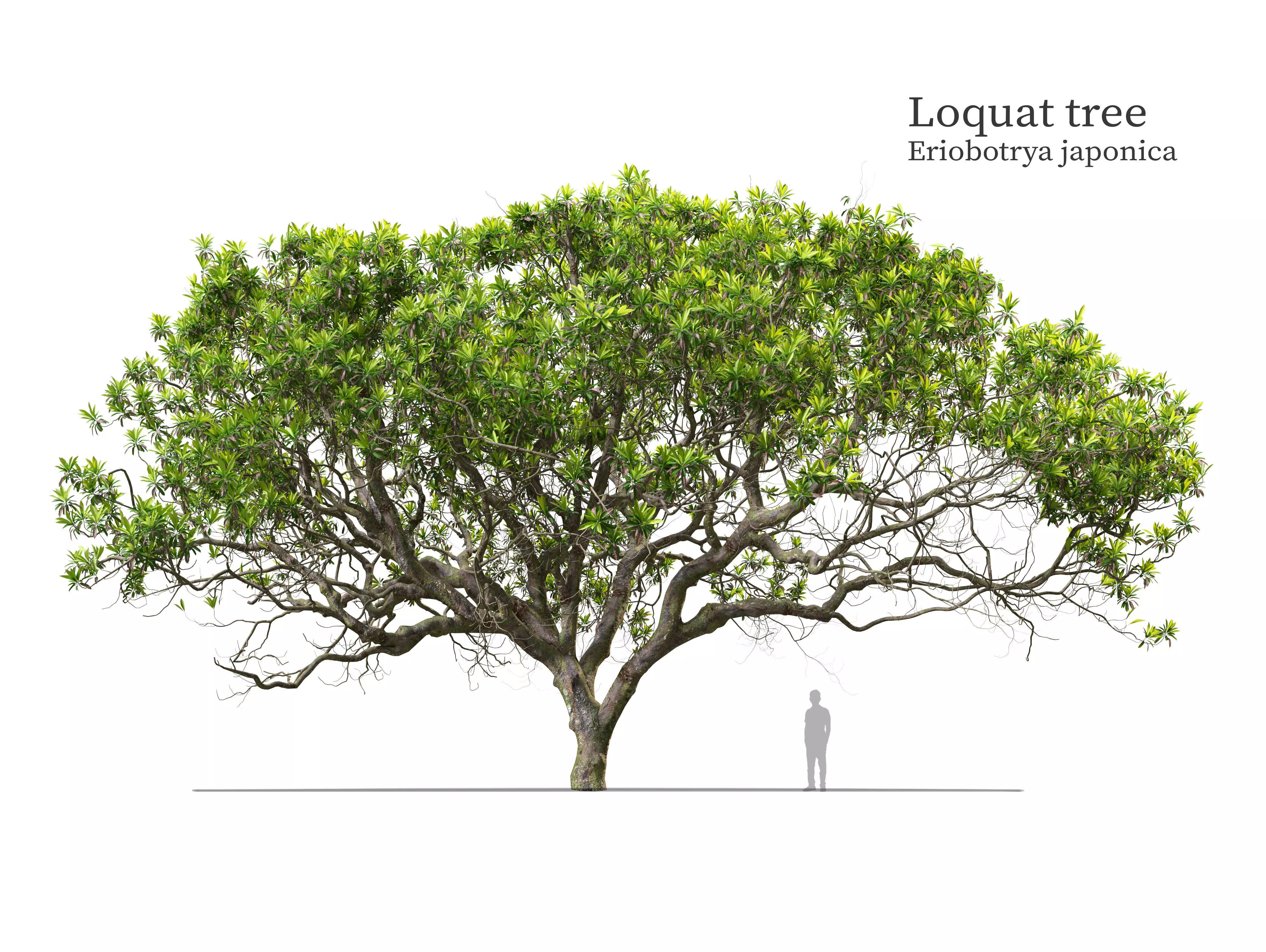 Loquat tree 03 3D model_0