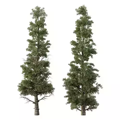 Chamaecyparis thyoides Tree002