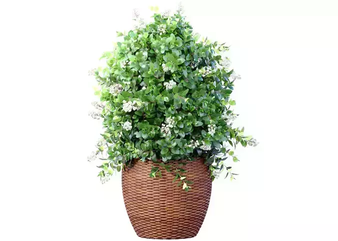 Decorative flowering garden evergreen tree Oleander shrub vase 3D model