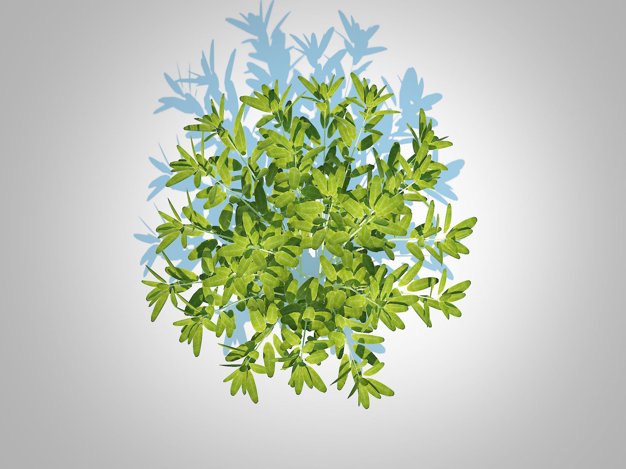 Plant Sage Low-poly 3D model_4