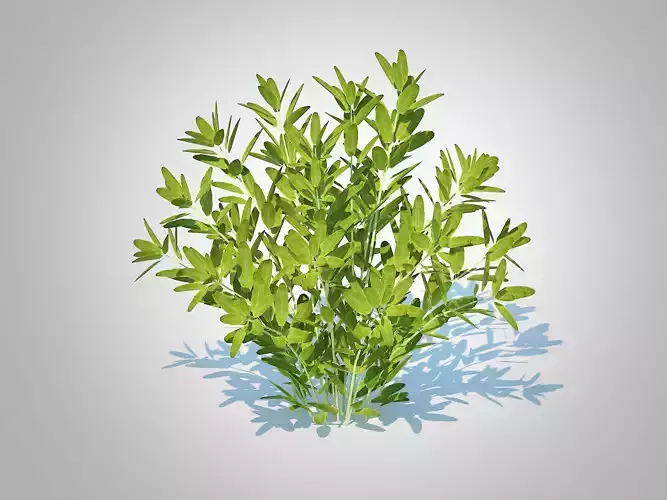Plant Sage 