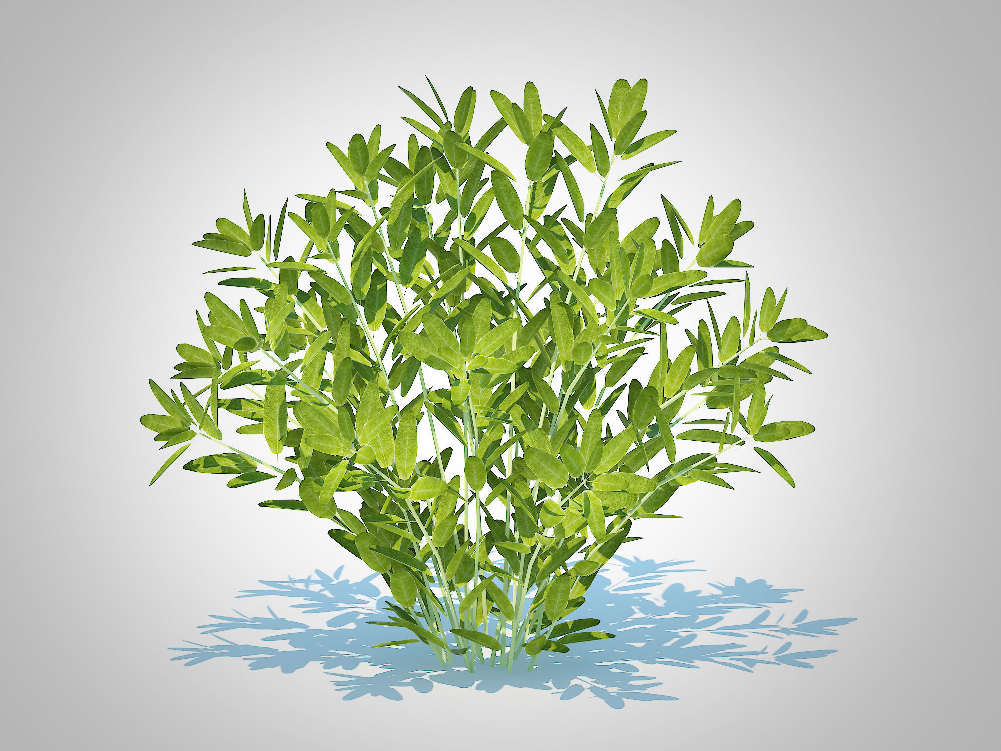 Plant Sage Low-poly 3D model_2