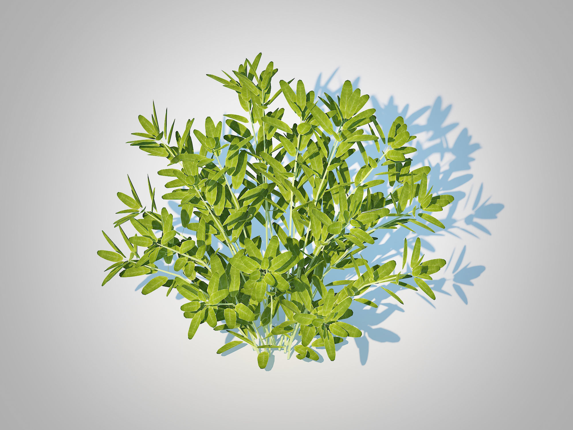 Plant Sage Low-poly 3D model_3