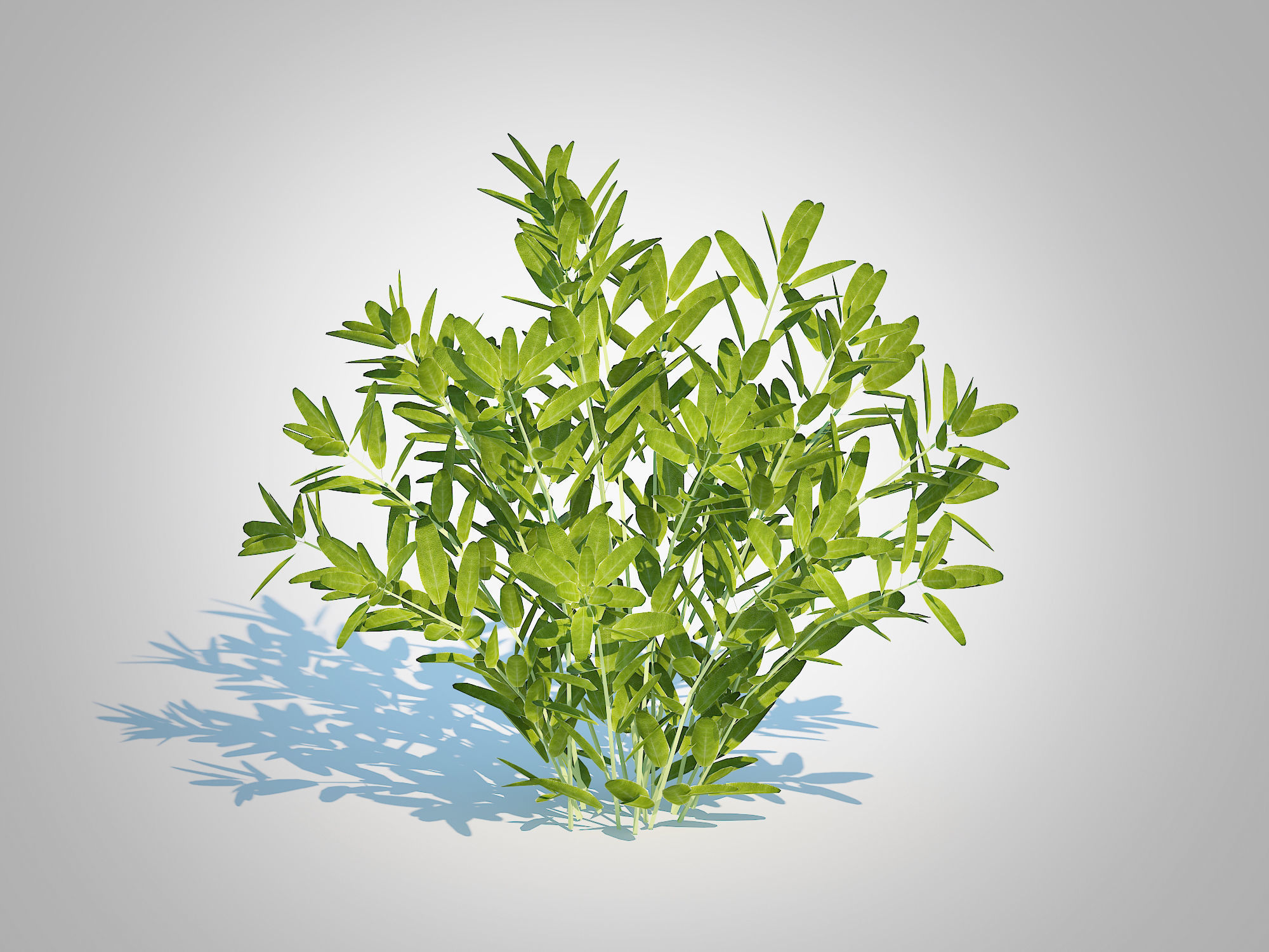 Plant Sage Low-poly 3D model_1