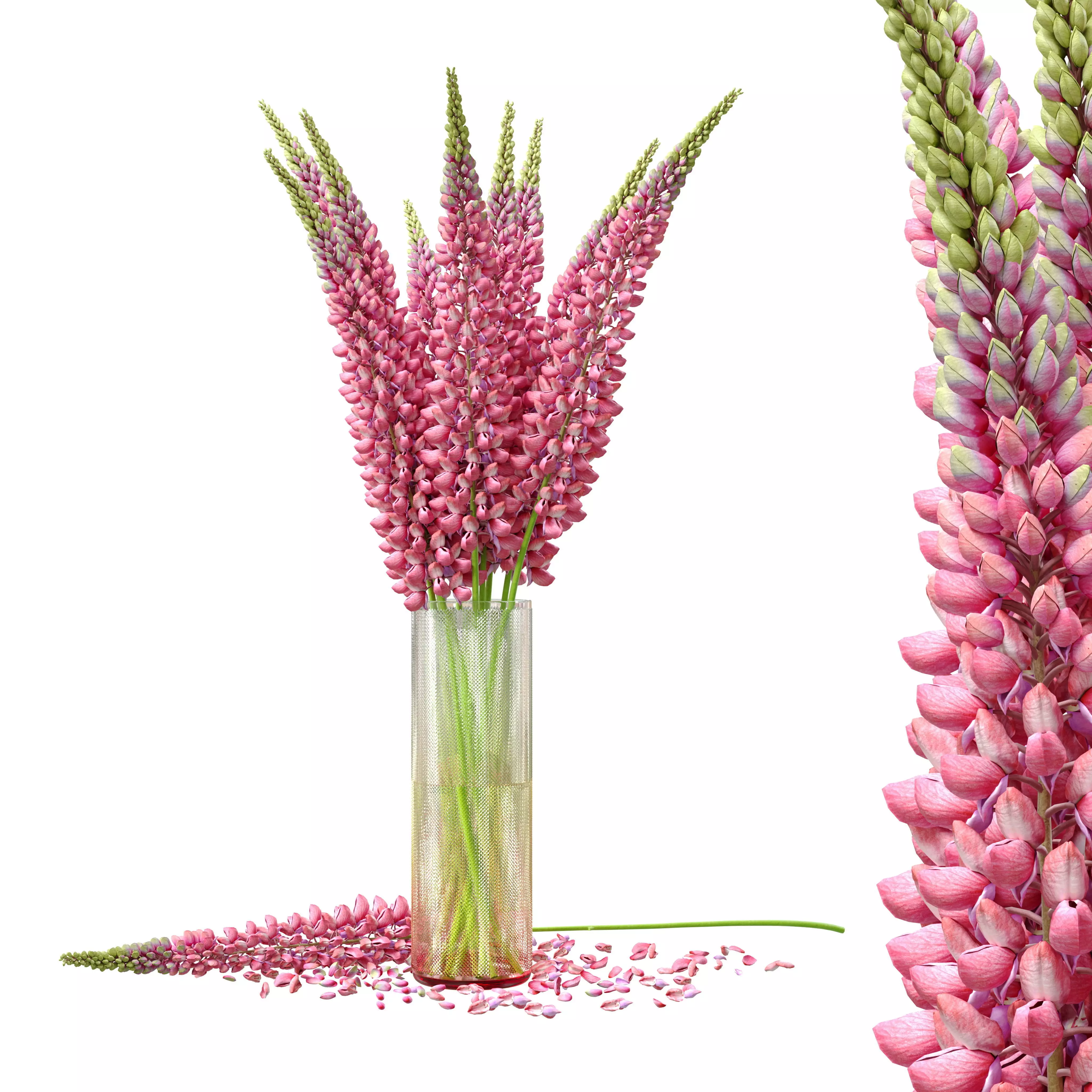 Bouquet of pink lupine flowers Lupinus 3D model_0