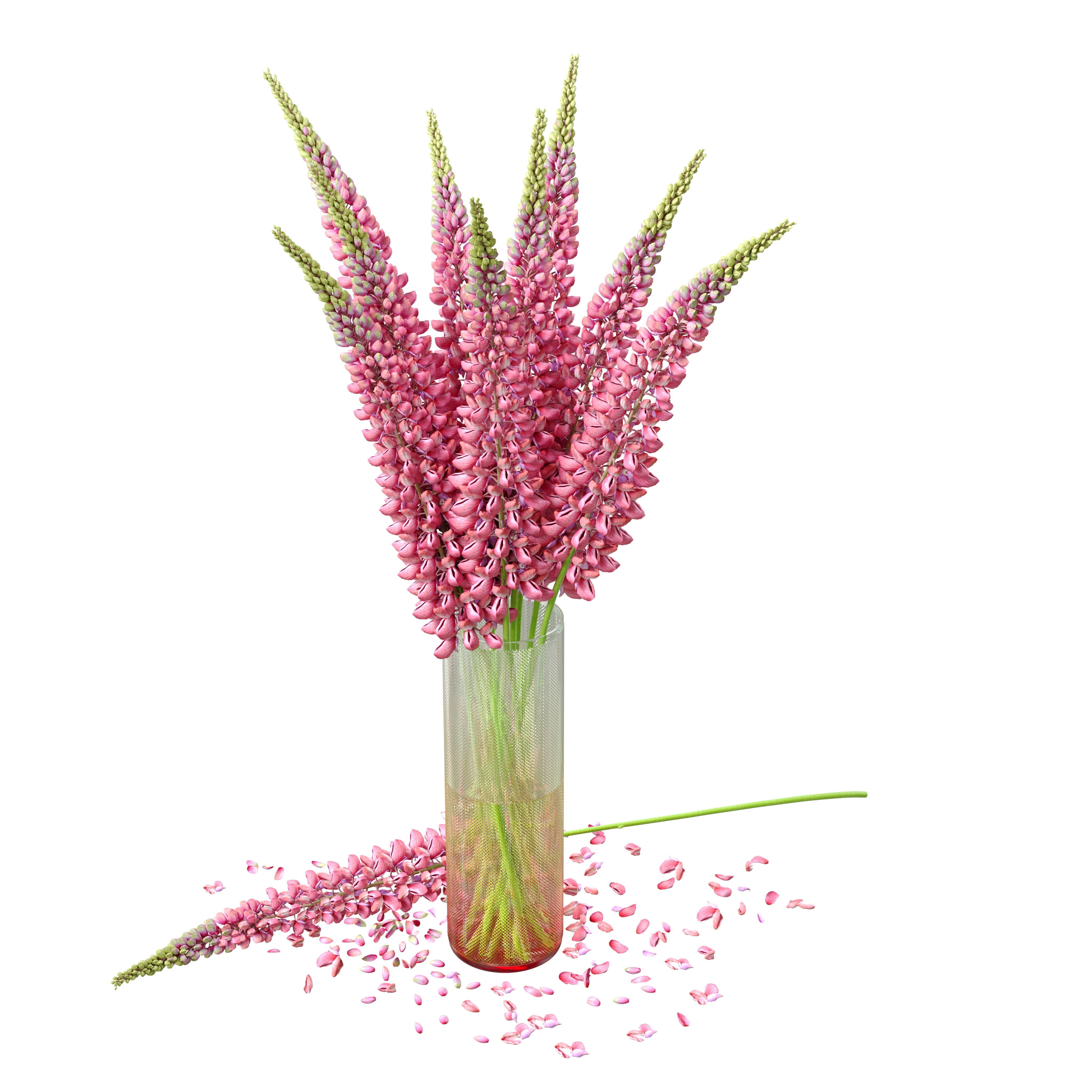 Bouquet of pink lupine flowers Lupinus 3D model_1