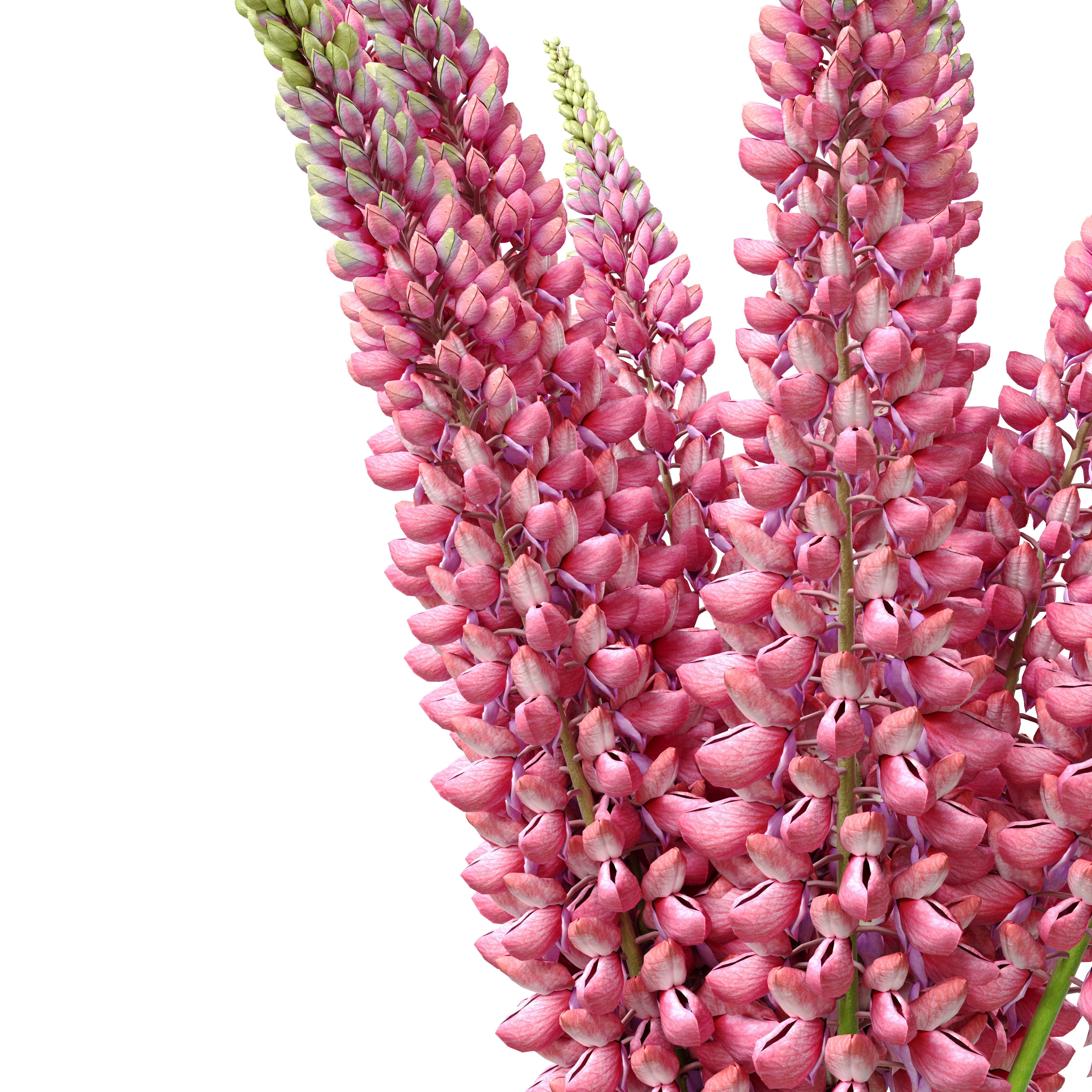 Bouquet of pink lupine flowers Lupinus 3D model_2