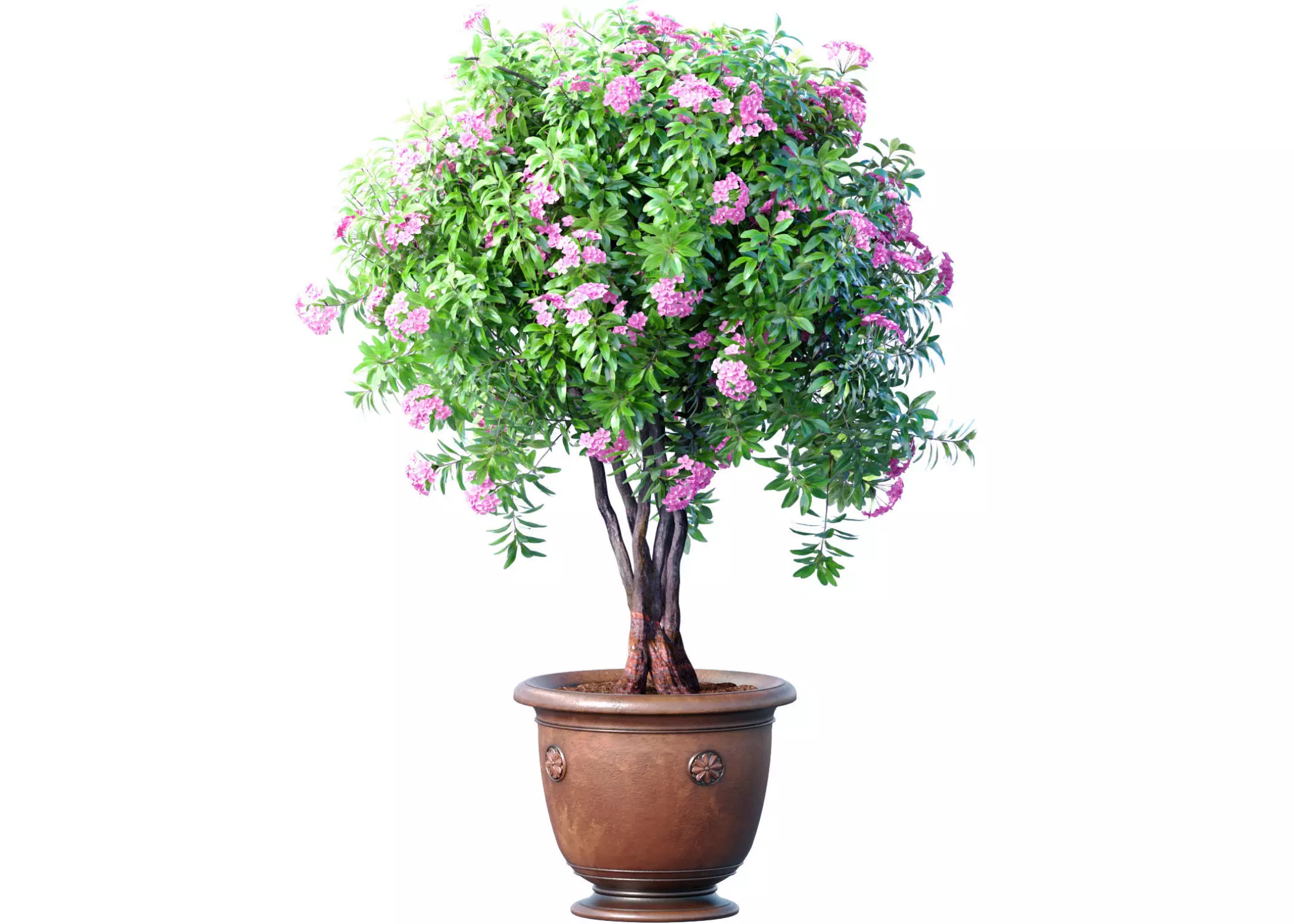 Evergreen lilac flowering shrub Oleander in a classic pot 3D model_0