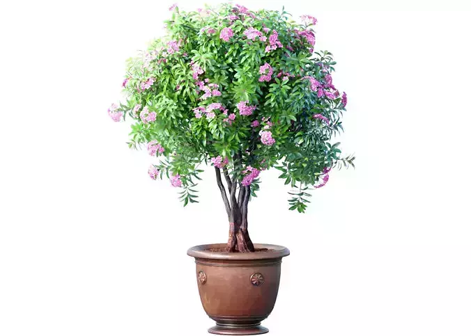 Evergreen lilac flowering shrub Oleander in a classic pot