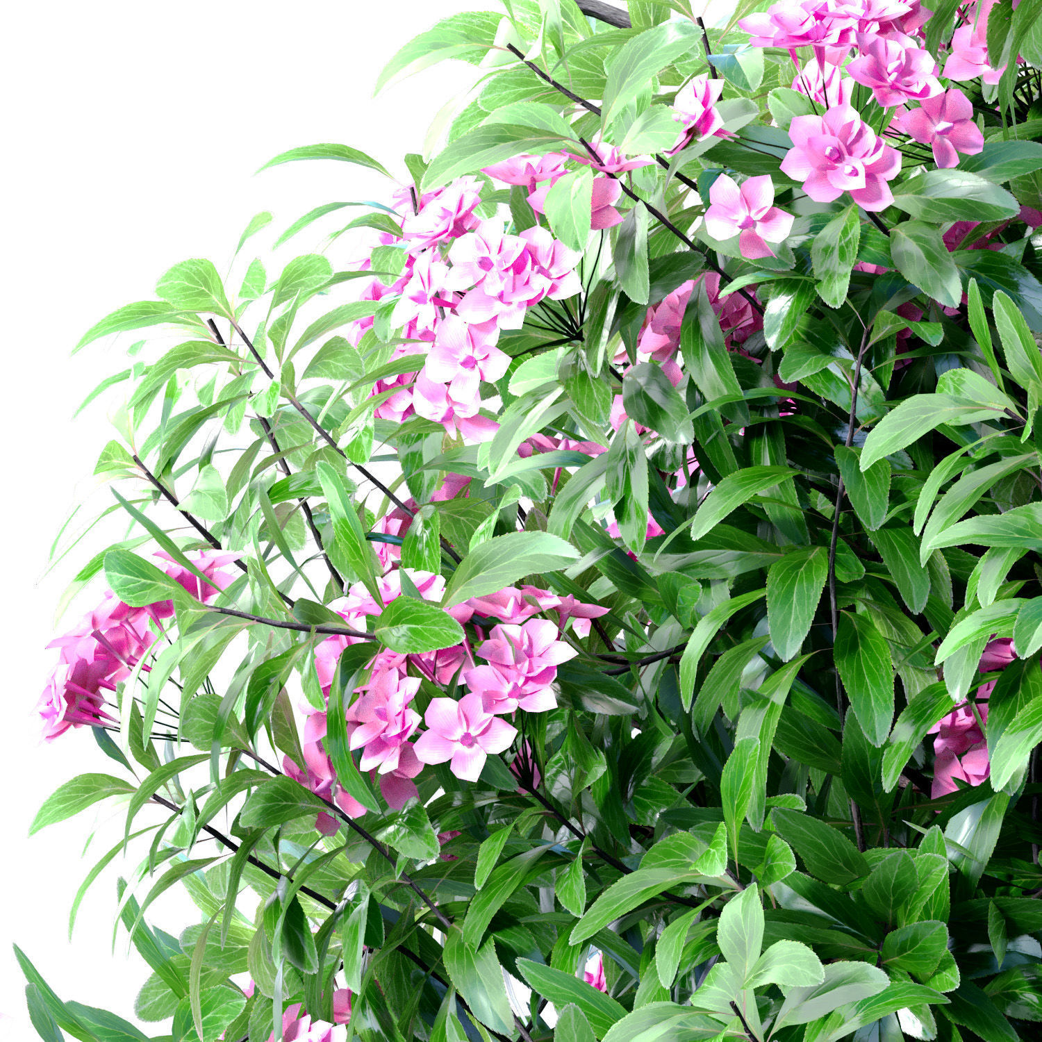 Evergreen lilac flowering shrub Oleander in a classic pot 3D model_2
