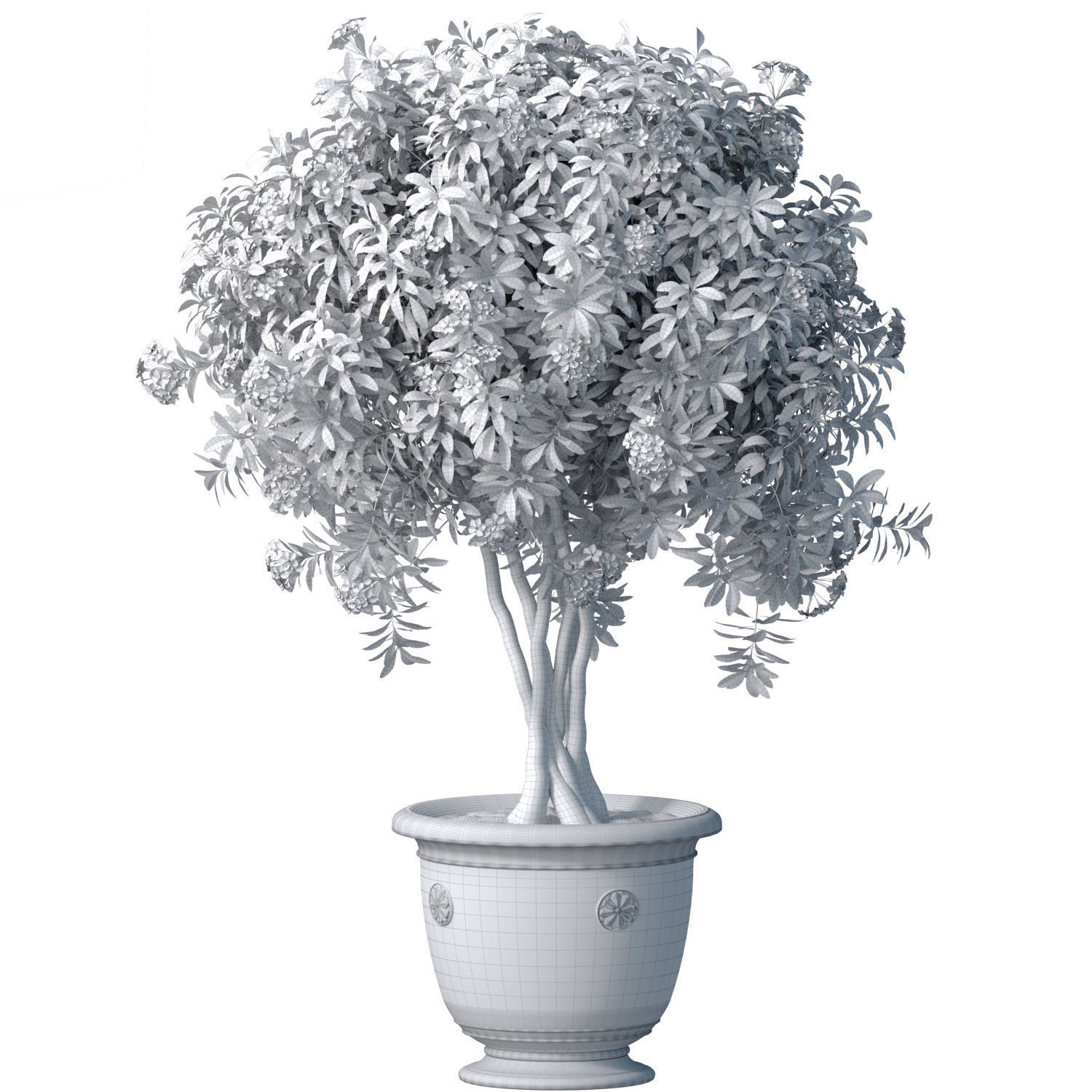 Evergreen lilac flowering shrub Oleander in a classic pot 3D model_3