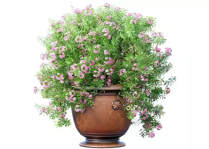 Flowerbed bouquet Oleander bush plant lilac flowers classic vase