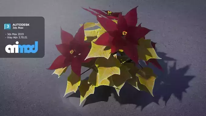 Poinsettia 001 3D model