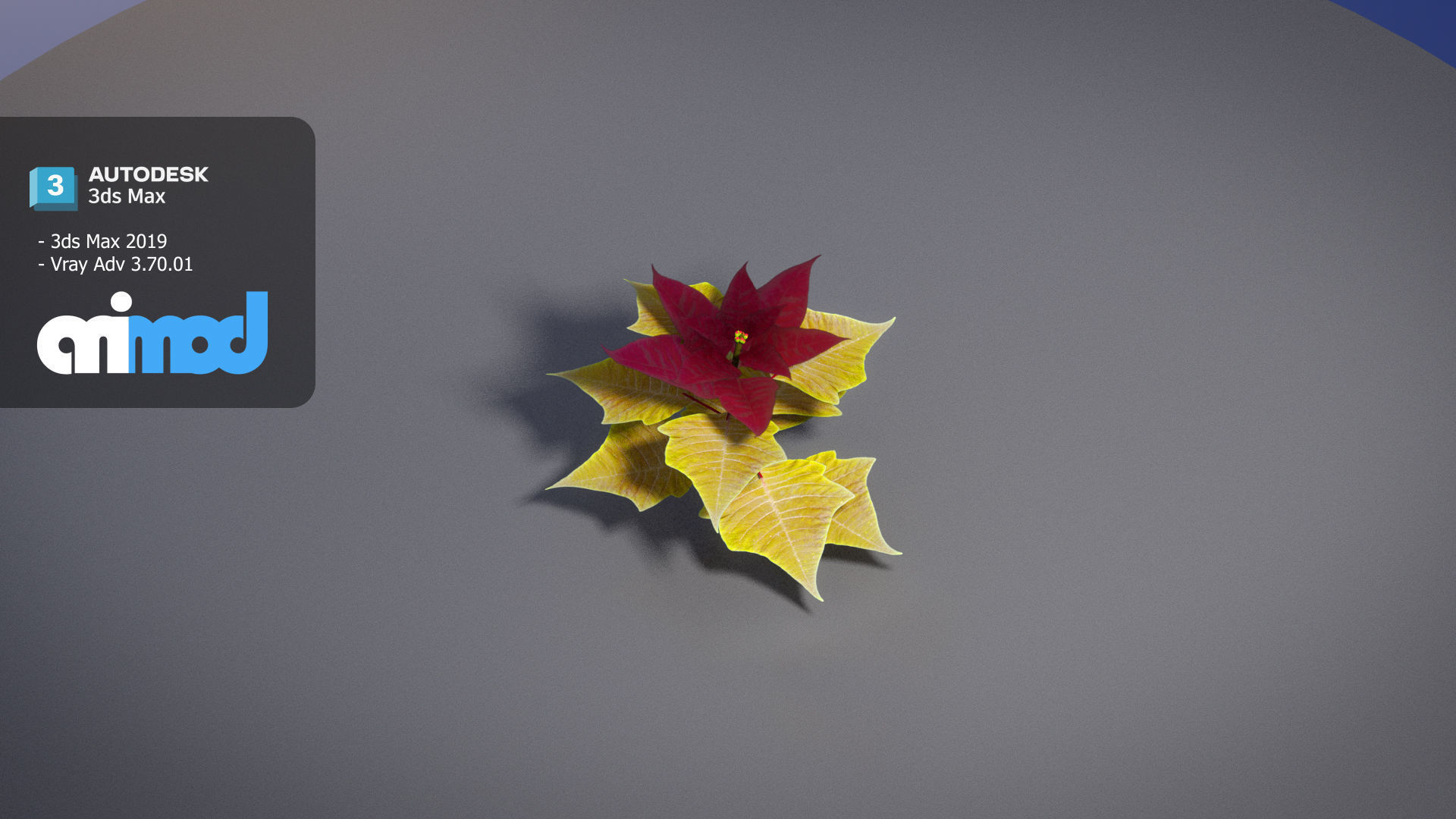 Poinsettia 002 3D model_1