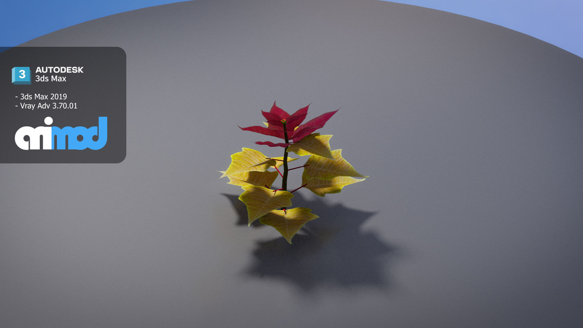 Poinsettia 002 3D model_4