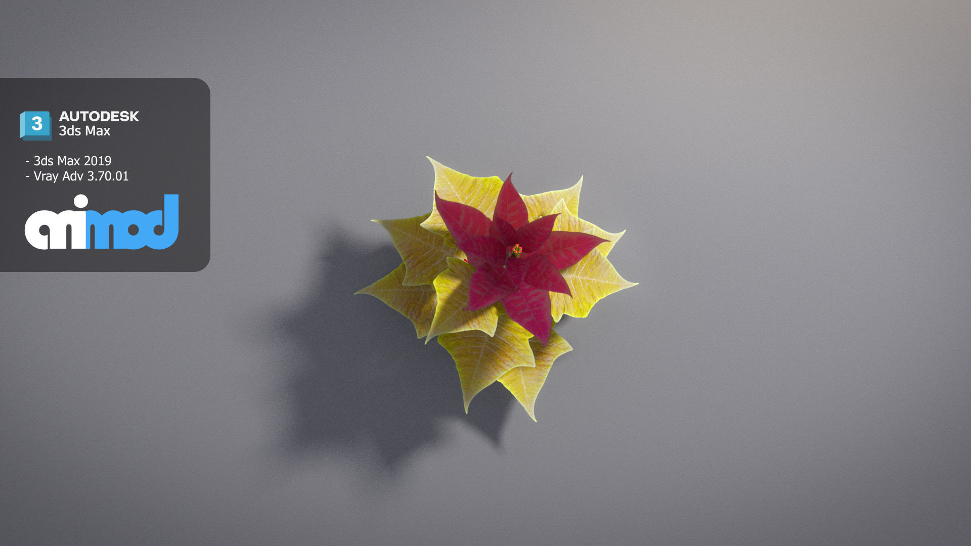 Poinsettia 002 3D model_3