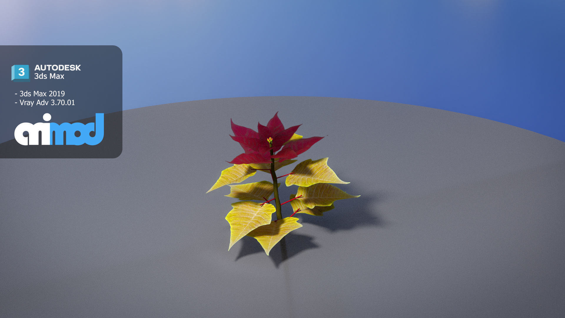 Poinsettia 002 3D model_2