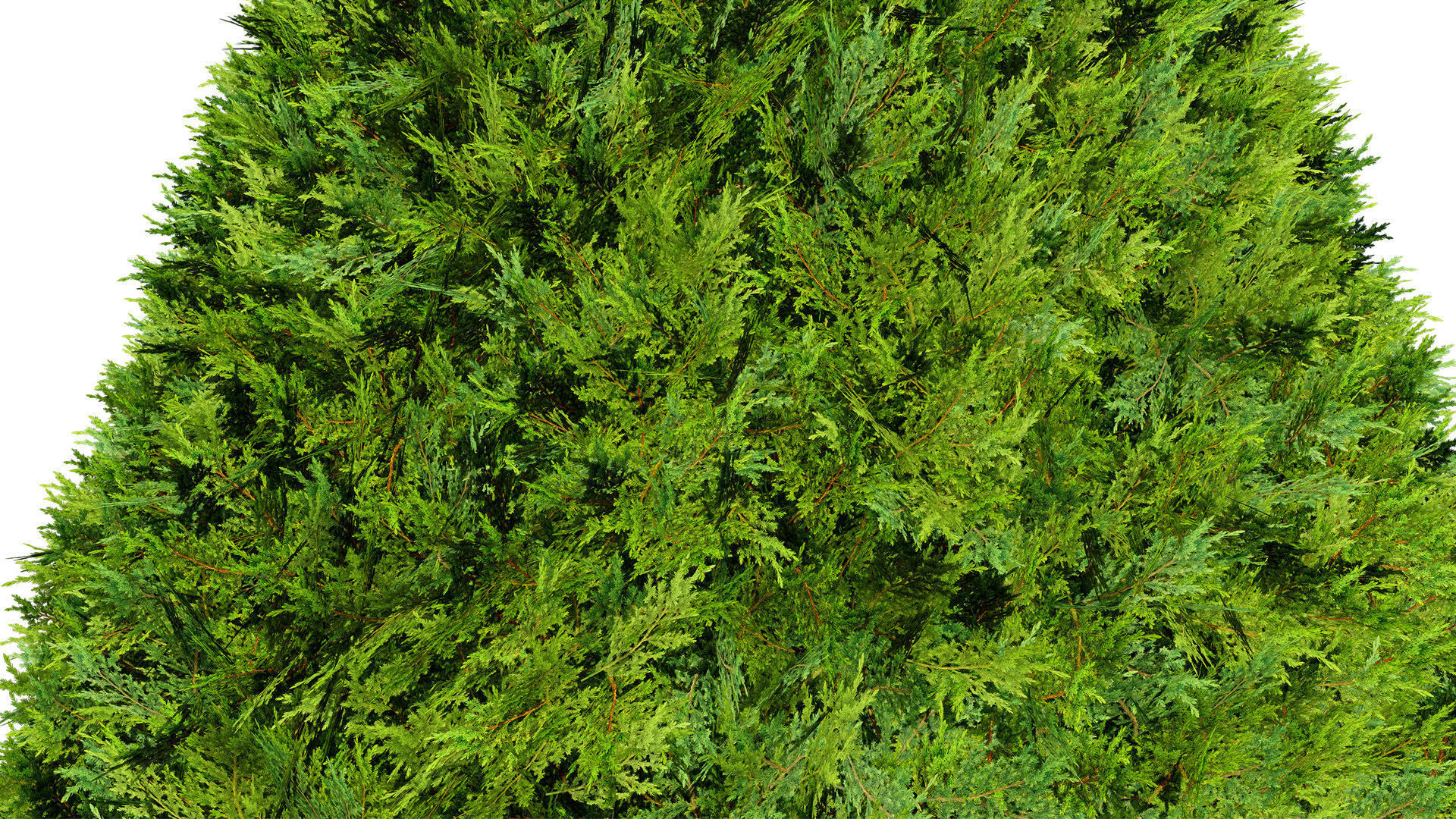 Juniper Bush 3D Model Low-poly 3D model_7