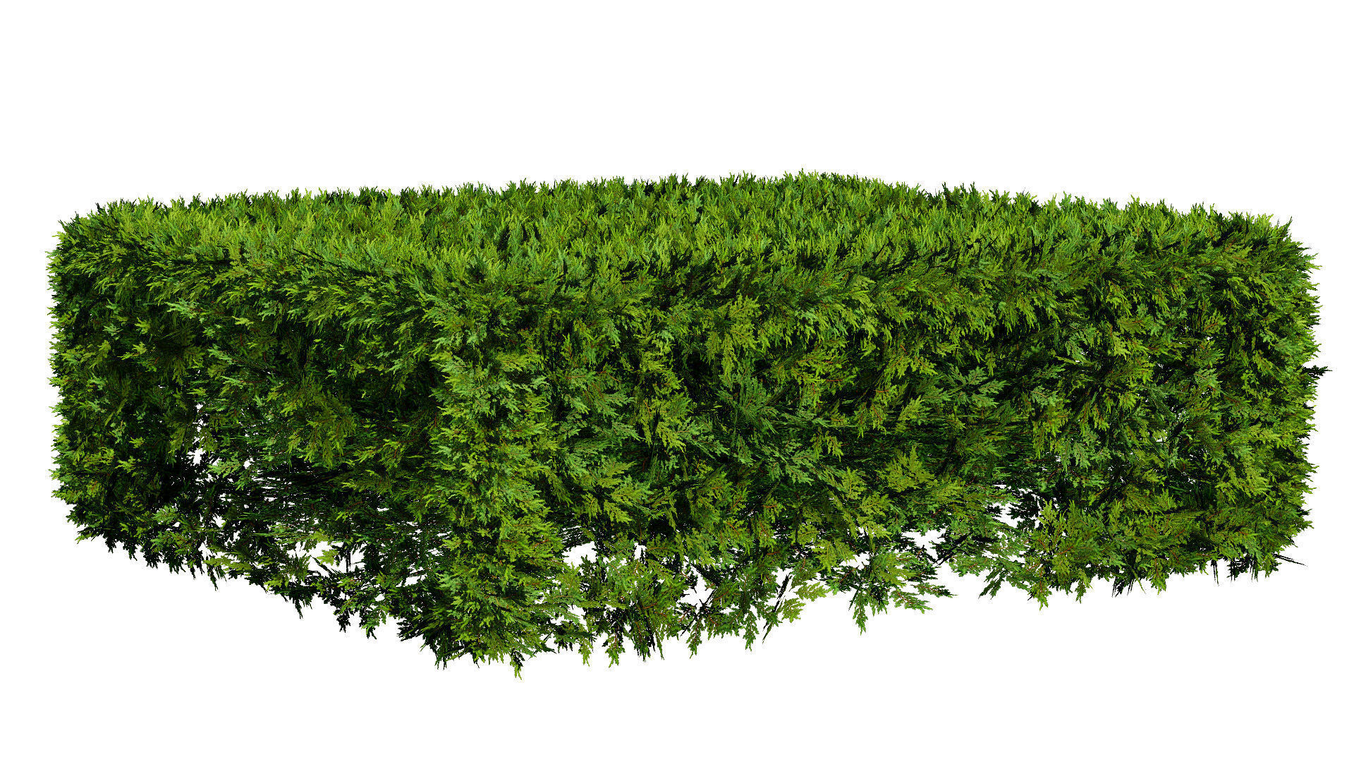 Juniper Bush 3D Model Low-poly 3D model_4