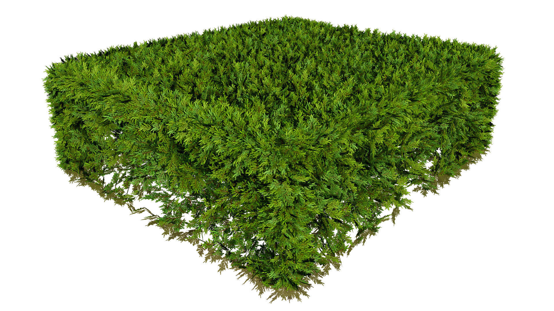 Juniper Bush 3D Model Low-poly 3D model_13