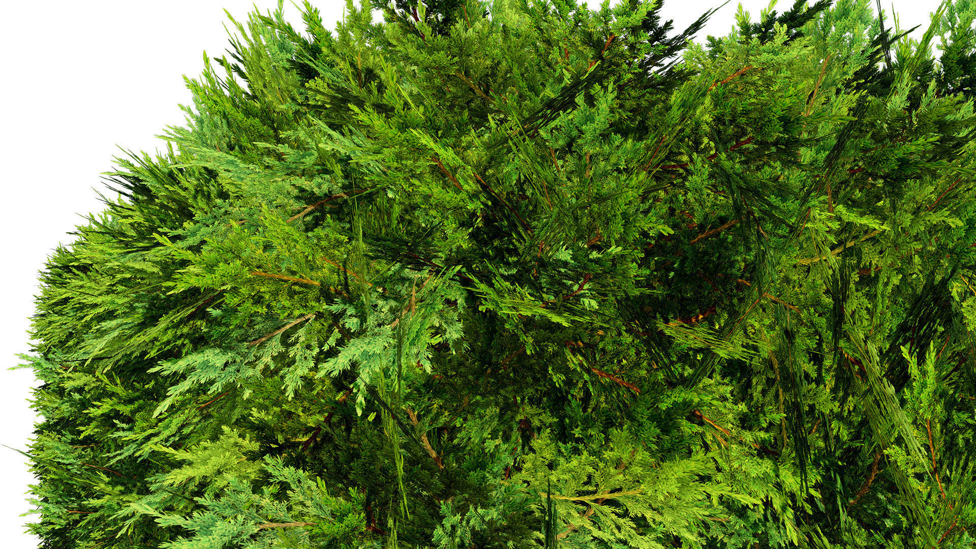 Juniper Bush 3D Model Low-poly 3D model_17