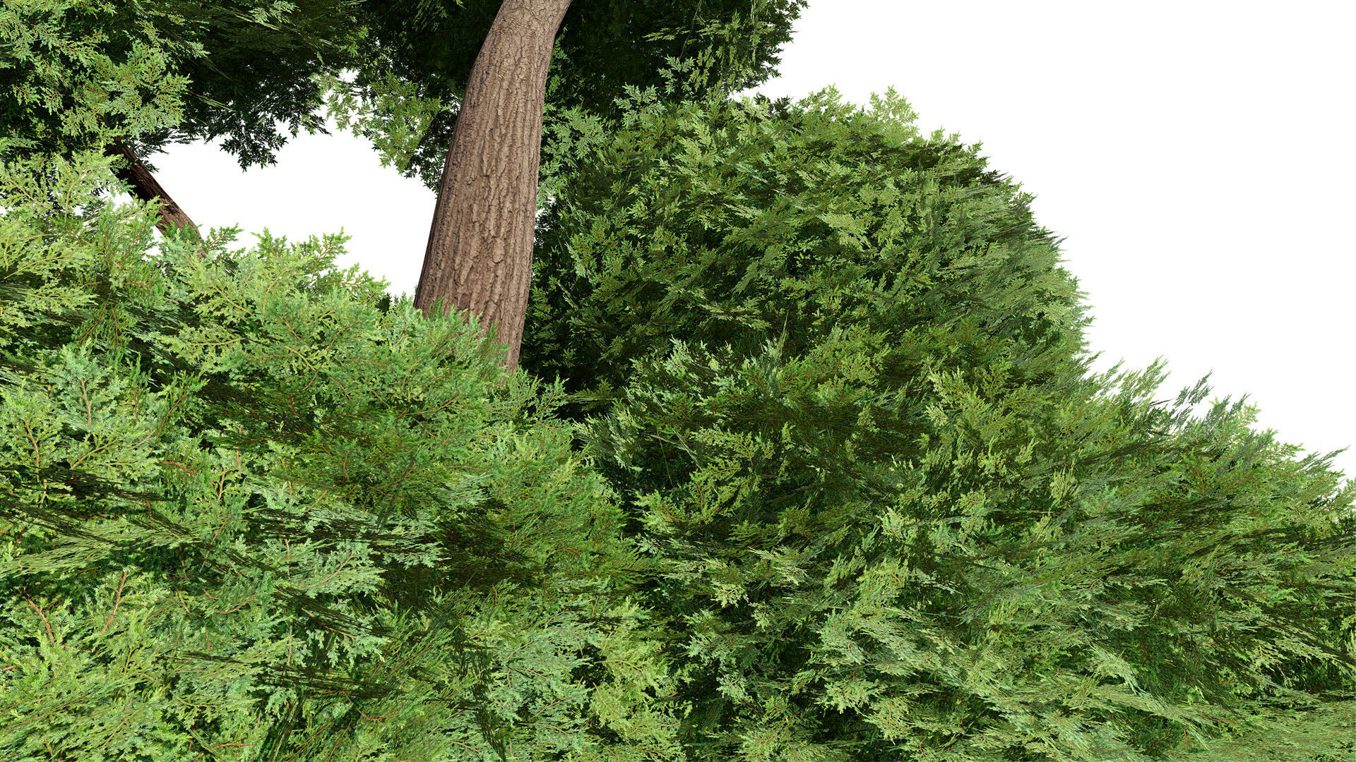 Juniper Bush 3D Model Low-poly 3D model_15