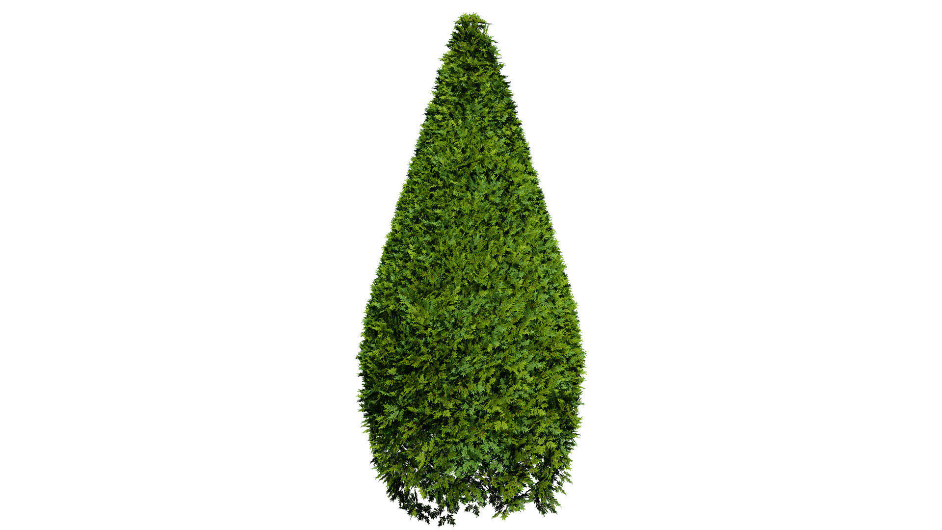 Juniper Bush 3D Model Low-poly 3D model_6