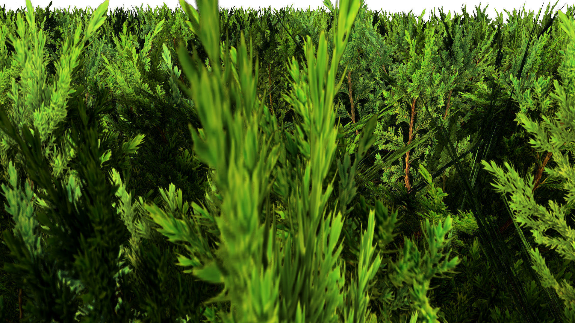 Juniper Bush 3D Model Low-poly 3D model_5