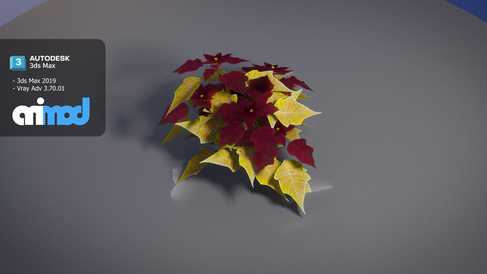Poinsettia 003 3D model_1