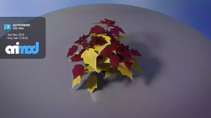 Poinsettia 003 3D model