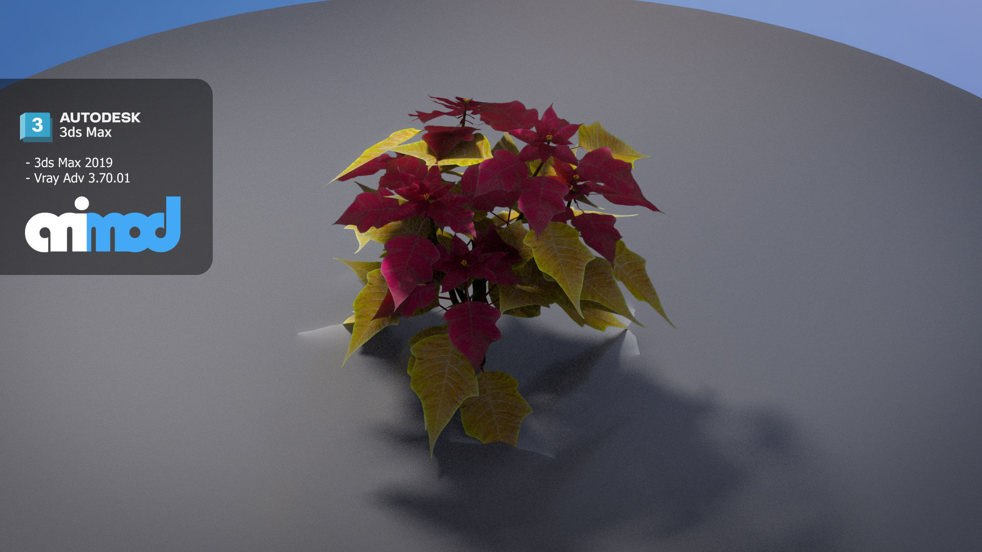 Poinsettia 003 3D model_4