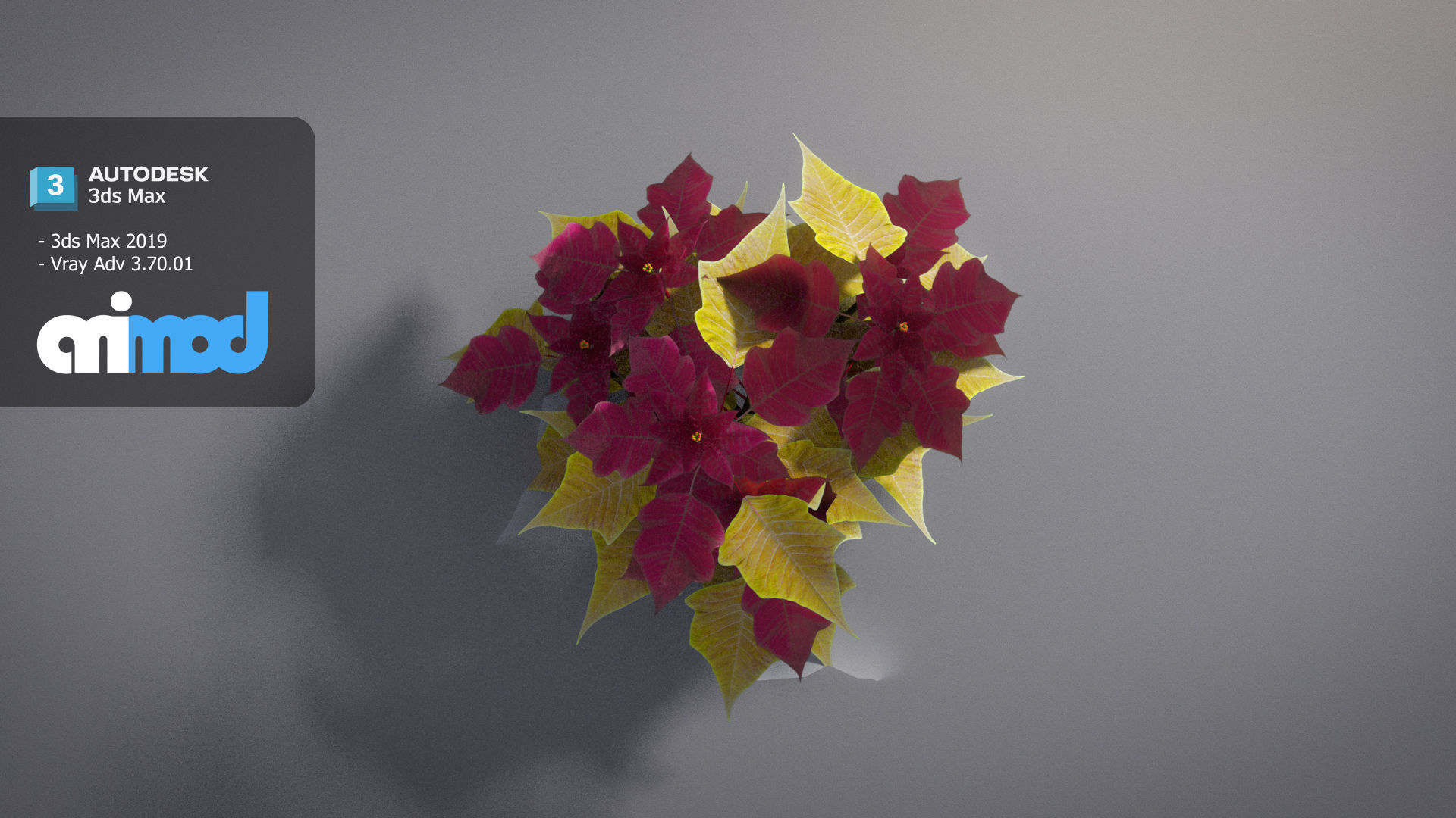 Poinsettia 003 3D model_3