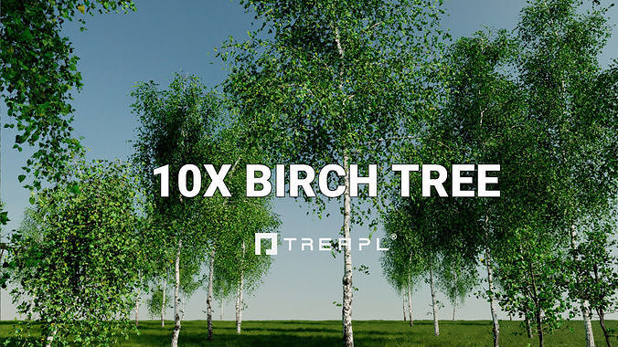 10X Birch Tree Betula Pendula by Treapl 3D model