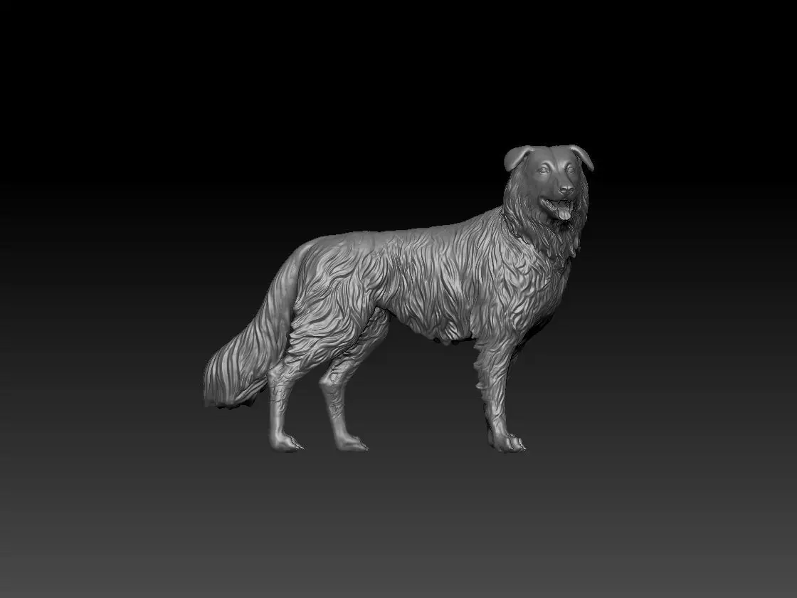 Border Collie Dog 3D print model