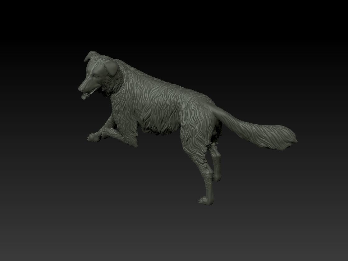 Border Collie model 3D print model_4