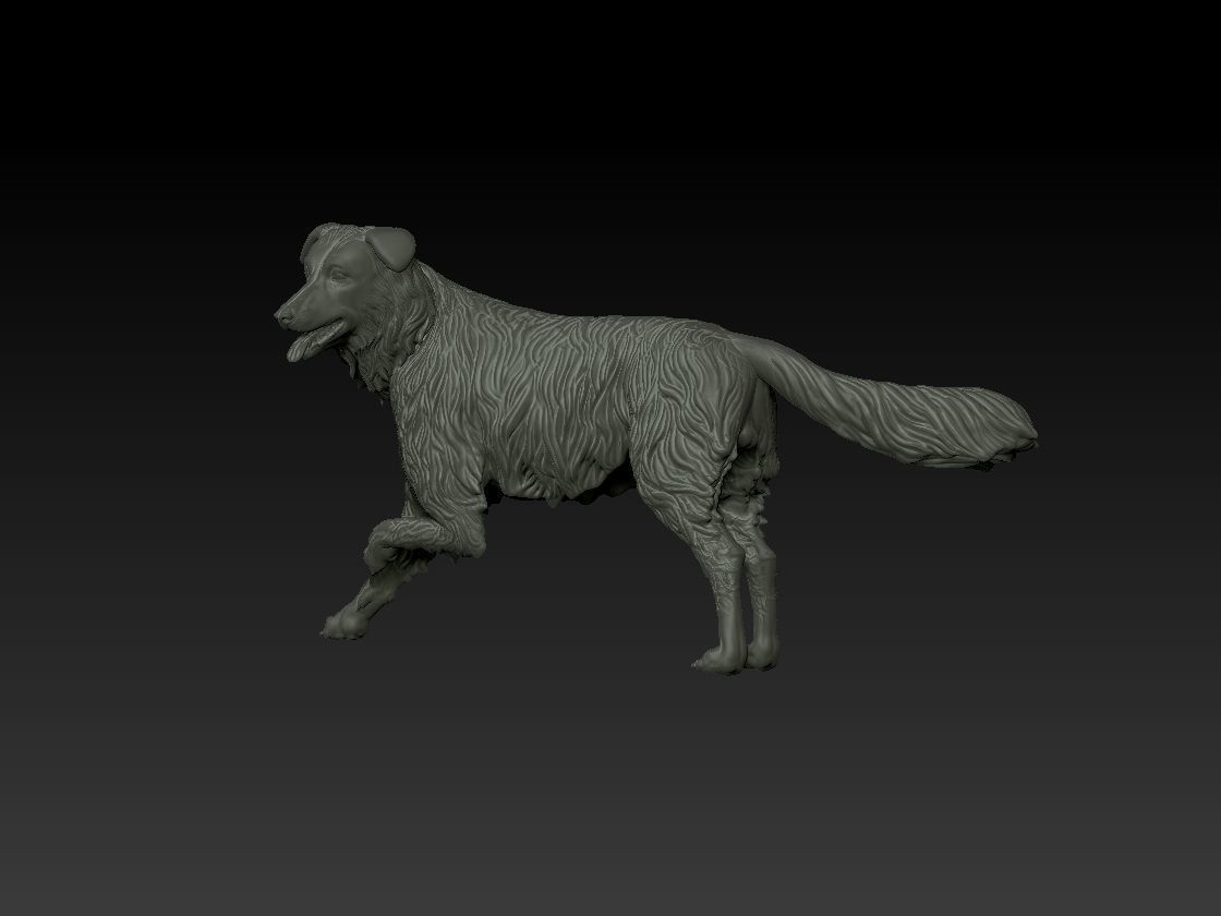 Border Collie model 3D print model_3