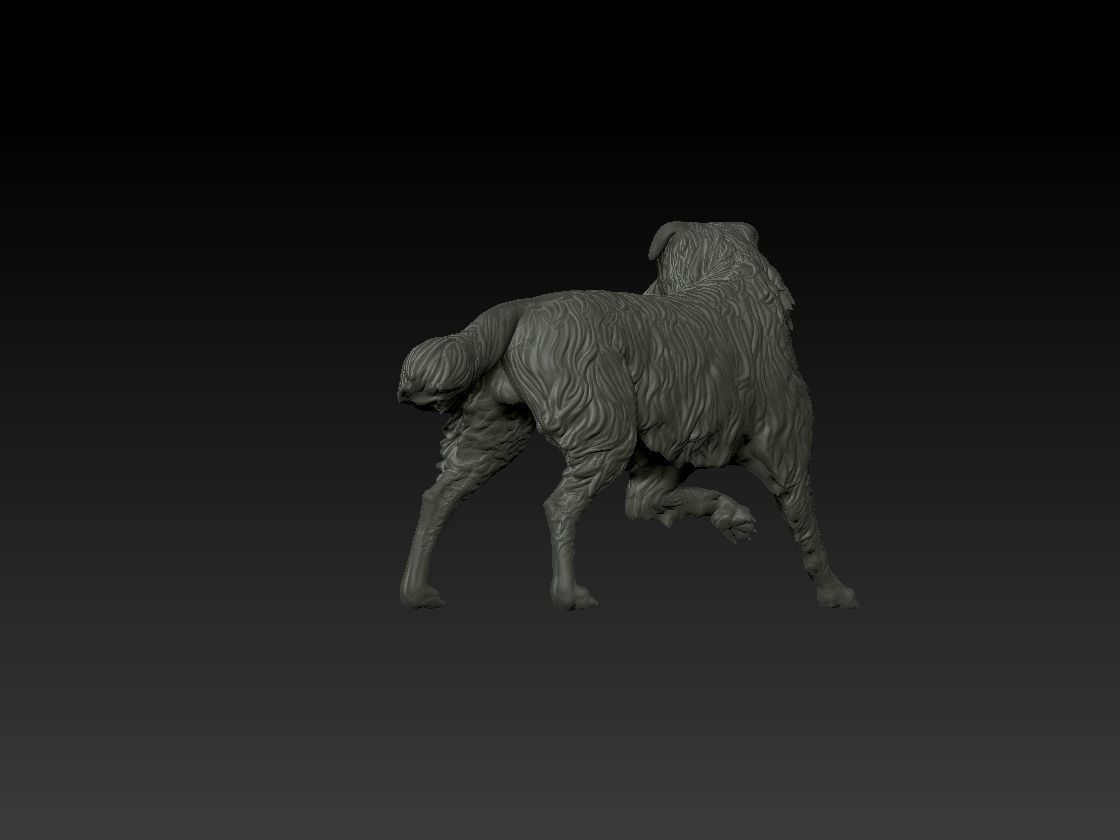 Border Collie model 3D print model_2