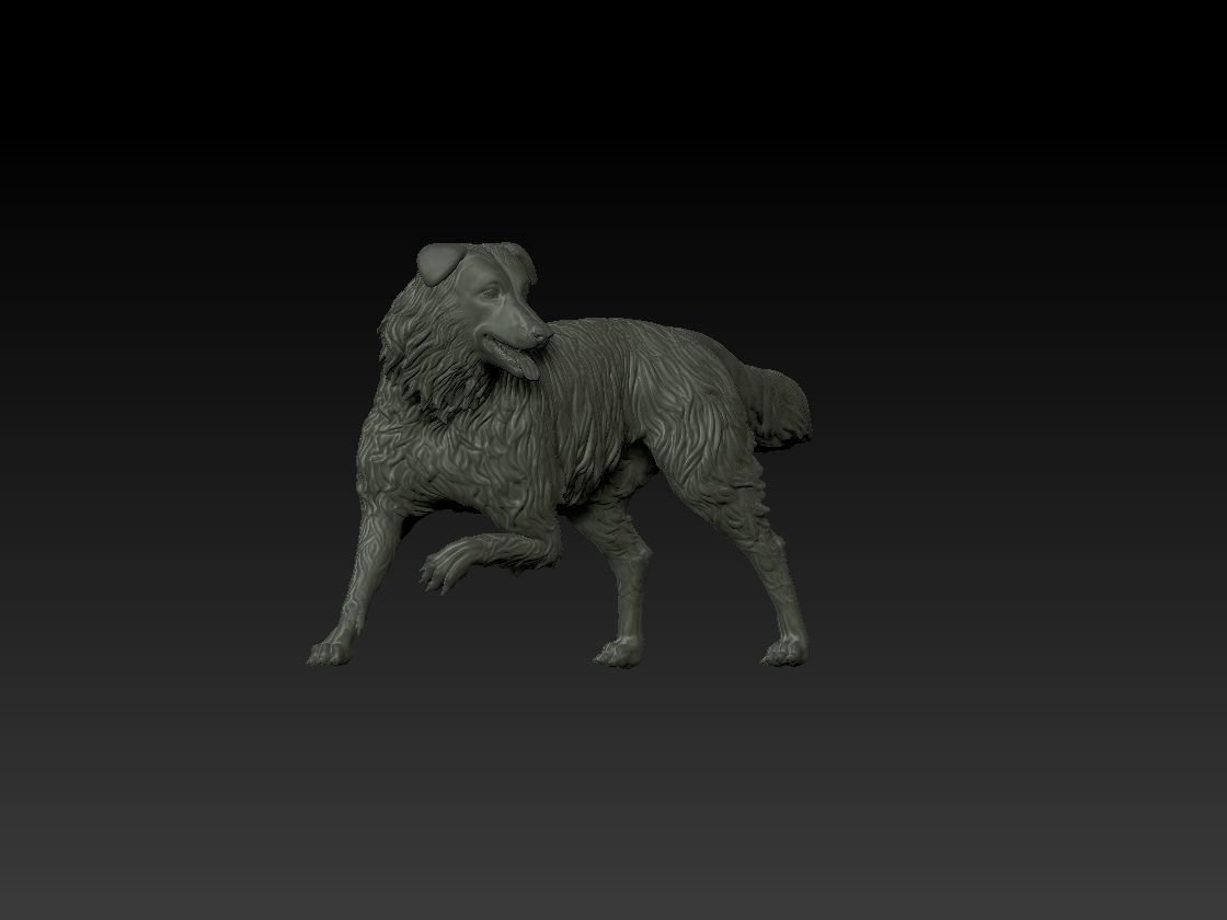 Border Collie model 3D print model_1