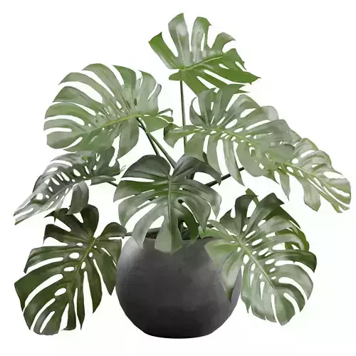 Monstera Deliciosa in Dark Concrete Planter 3D model